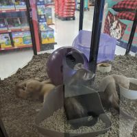 Petco ico