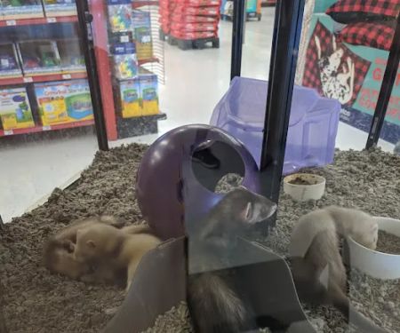 Petco