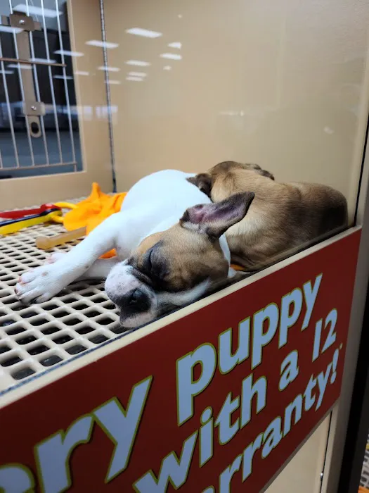 Petland Oklahoma City Picture 7