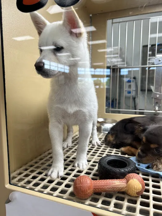 Petland Oklahoma City Picture 5