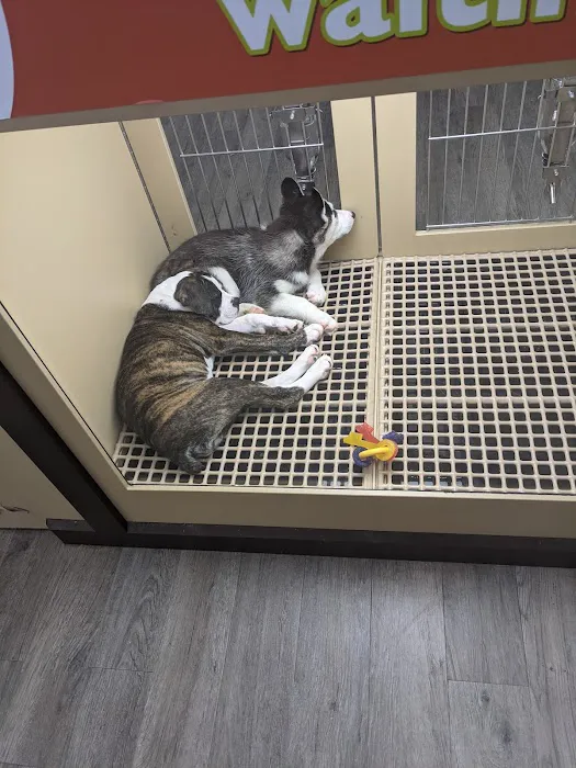 Petland Oklahoma City Picture 2