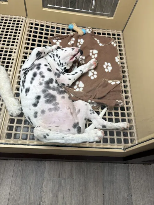 Petland Oklahoma City Picture 3
