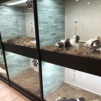 Pettito ico