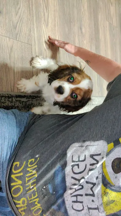 Pettito Picture 10