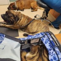 Clocktower Animal Hospital ico