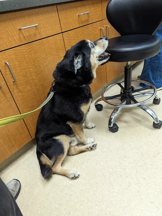Clocktower Animal Hospital Picture 6
