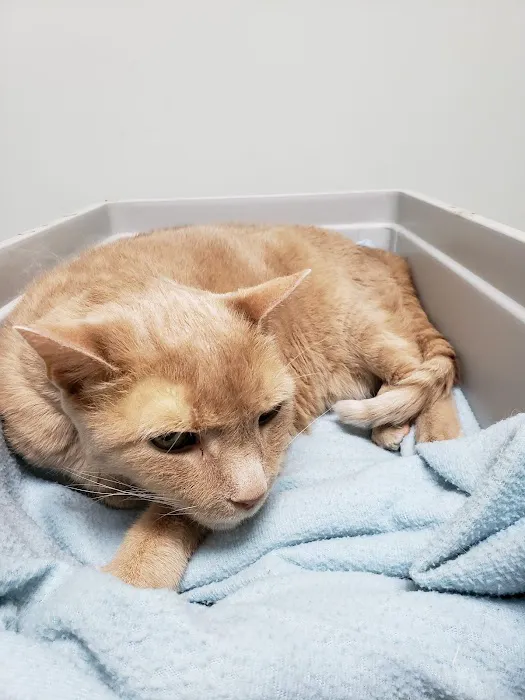 Clocktower Animal Hospital Picture 8