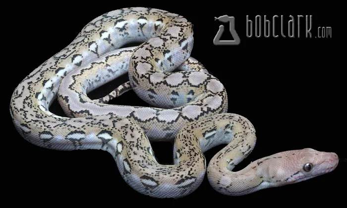 Bob Clark Reptiles Picture 5