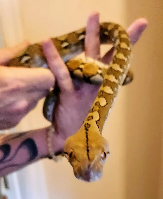 Bob Clark Reptiles Picture 2