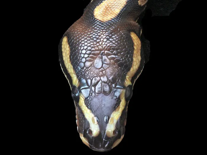 Bob Clark Reptiles Picture 10