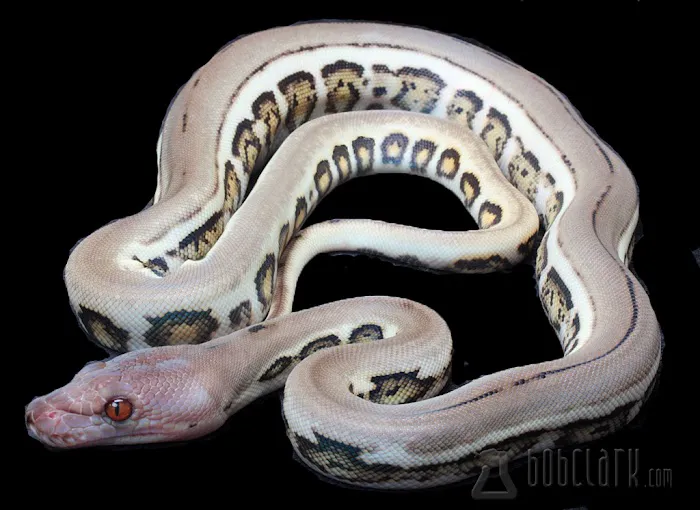 Bob Clark Reptiles Picture 7