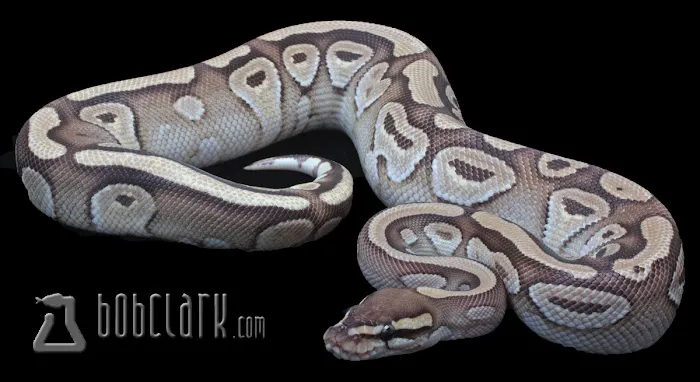 Bob Clark Reptiles Picture 3