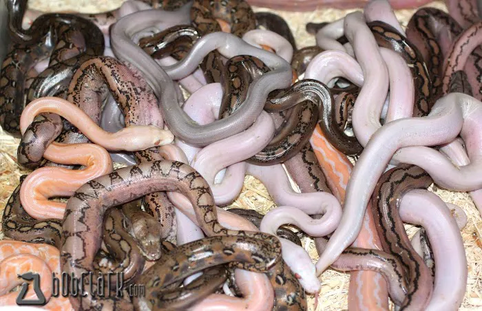 Bob Clark Reptiles Picture 9