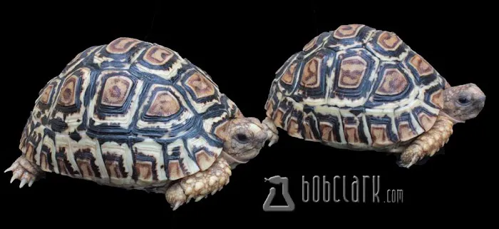 Bob Clark Reptiles Picture 6