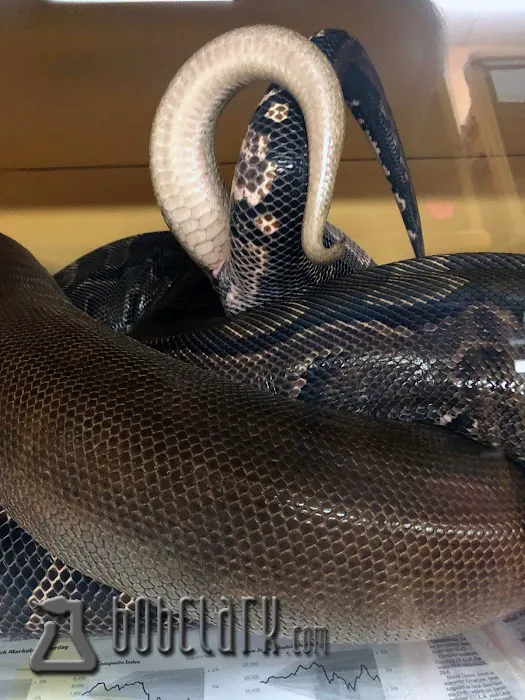 Bob Clark Reptiles Picture 4