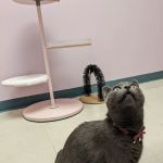 Franklin Farm Veterinary Clinic