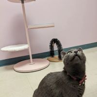 Franklin Farm Veterinary Clinic ico
