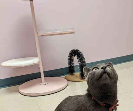 Franklin Farm Veterinary Clinic