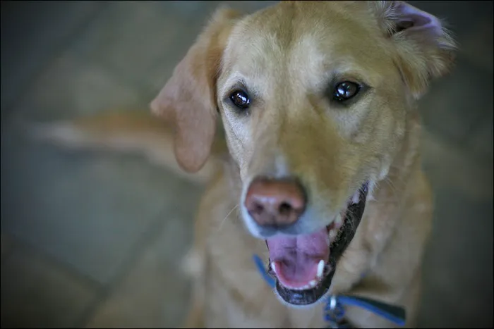 Countryside Animal Clinic Picture 6