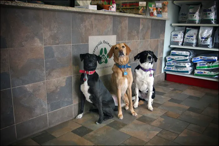 Countryside Animal Clinic Picture 5