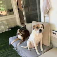 Countryside Animal Clinic ico
