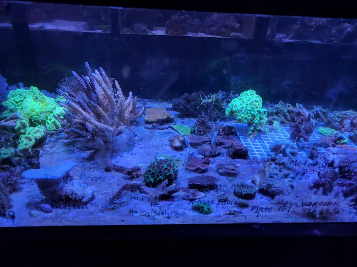 Aquarium- Tropical Fish & Supply, Inc Picture 1