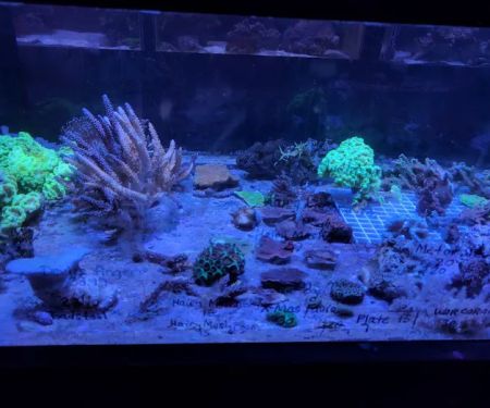 Aquarium- Tropical Fish & Supply, Inc