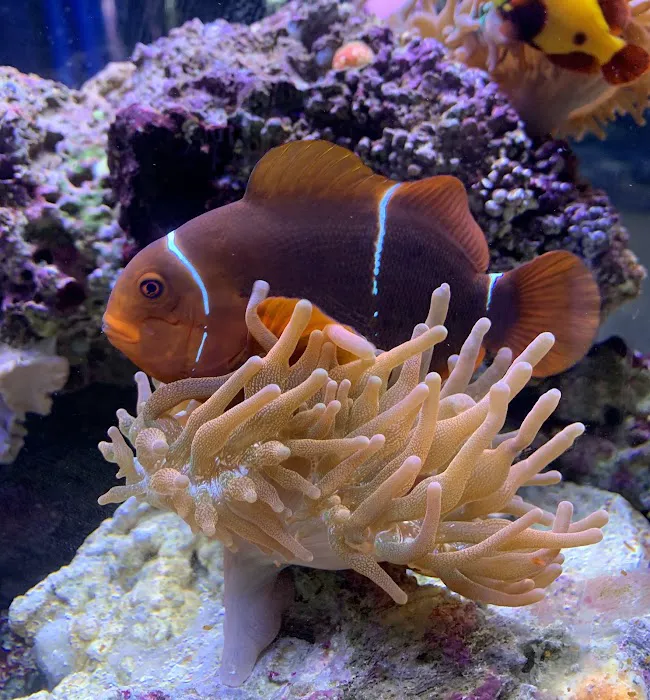 Aquarium- Tropical Fish & Supply, Inc Picture 6