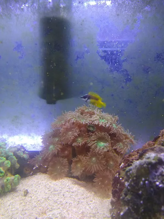 Aquarium- Tropical Fish & Supply, Inc Picture 8