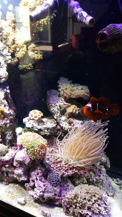 Aquarium- Tropical Fish & Supply, Inc Picture 9