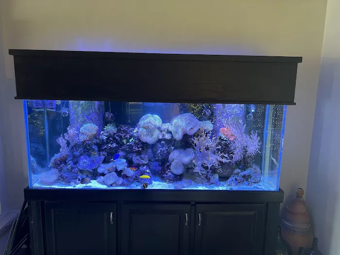 Aquarium- Tropical Fish & Supply, Inc Picture 7
