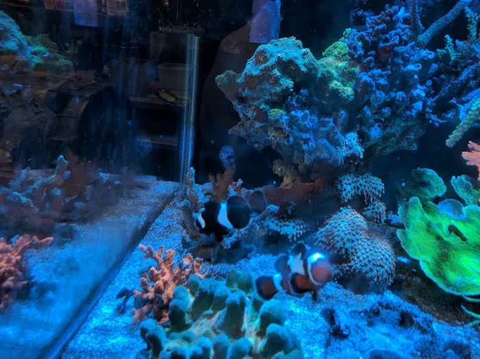 Aquarium- Tropical Fish & Supply, Inc Picture 10