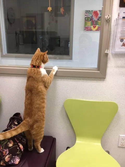 Mainstay Veterinary Practice Picture 7