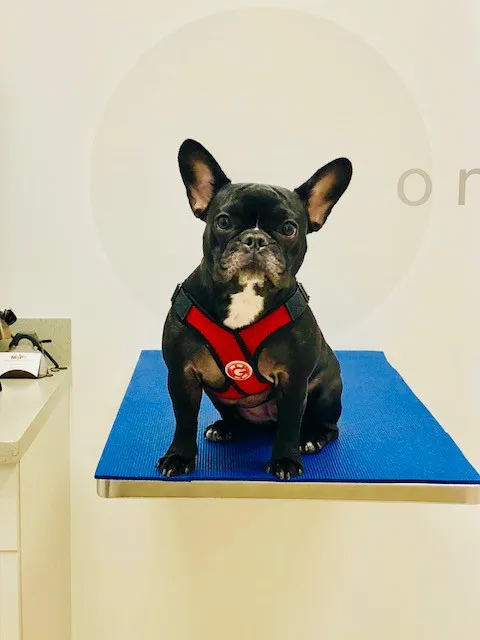 Mainstay Veterinary Practice Picture 6