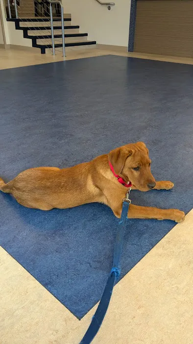 Mainstay Veterinary Practice Picture 9