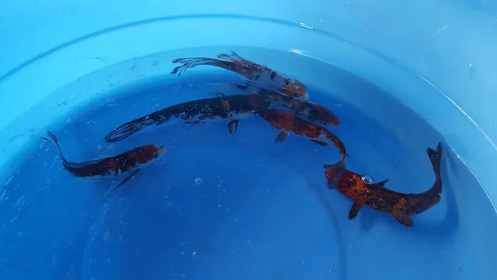 Crosstimber Koi of Edmond, LLC Picture 3