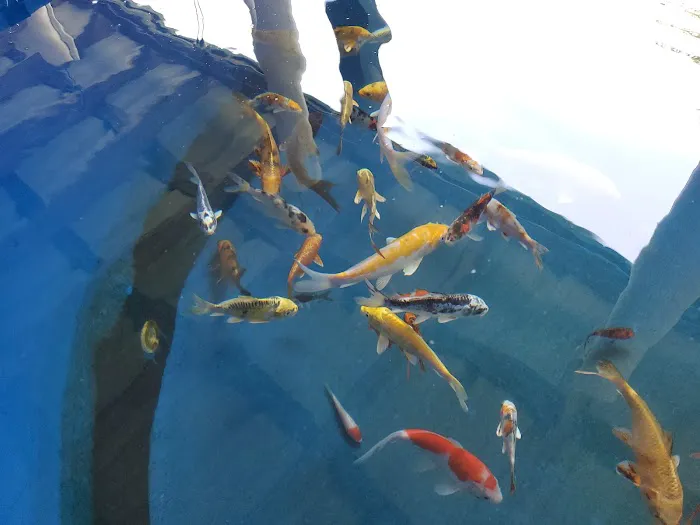 Crosstimber Koi of Edmond, LLC Picture 7