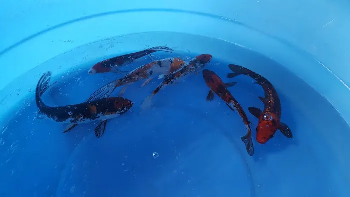 Crosstimber Koi of Edmond, LLC Picture 10