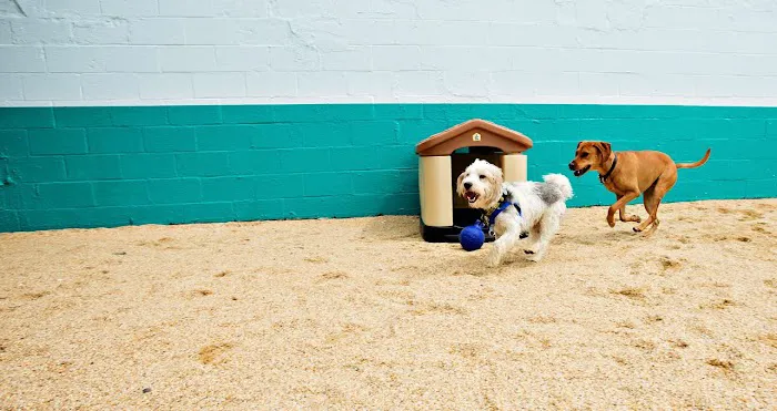 Merrifield Animal Hospital Picture 3