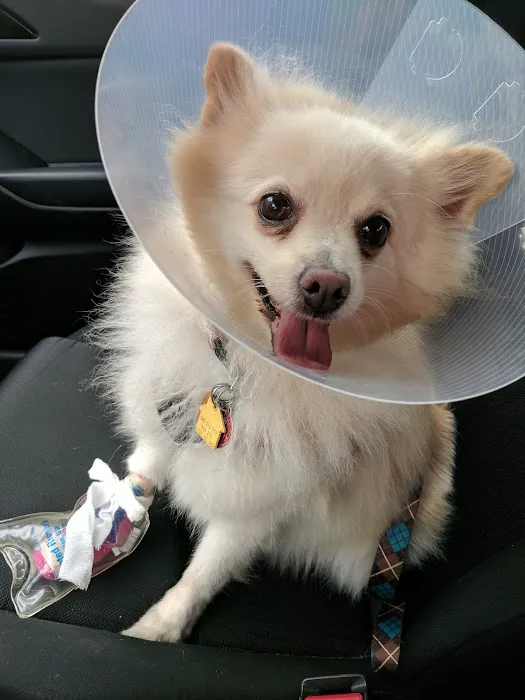 Merrifield Animal Hospital Picture 9