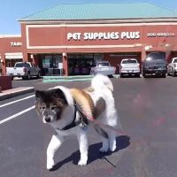 Pet Supplies Plus Edmond (Kickingbird ico