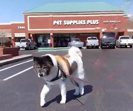 Pet Supplies Plus Edmond (Kickingbird
