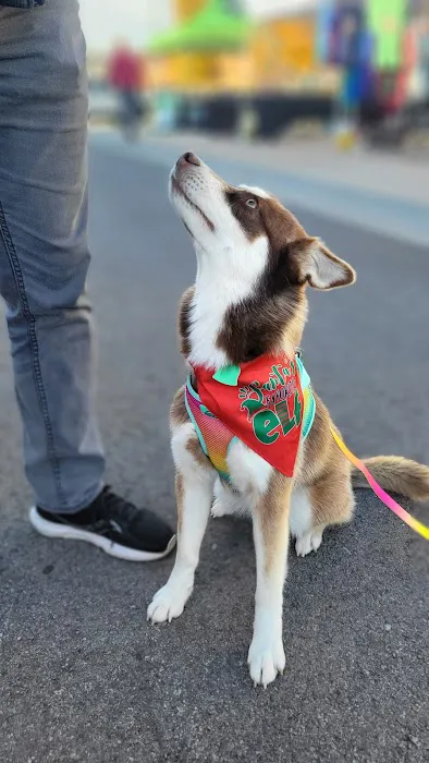 Wags, Whiskers and Beyond Picture 2