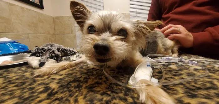 Hope Advanced Veterinary Center Picture 4