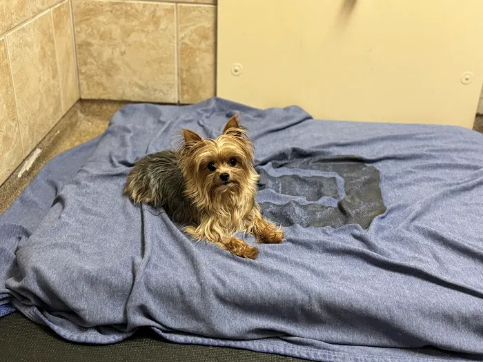 Veterinary Surgical Centers Picture 2
