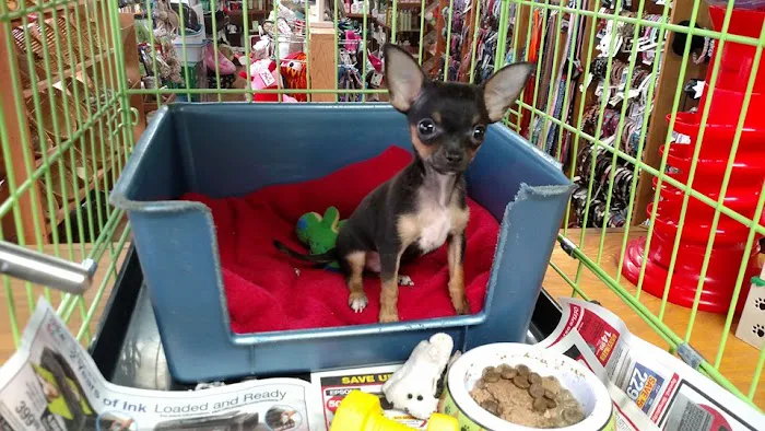 Pet Lovers Pet Shop and Grooming Picture 2
