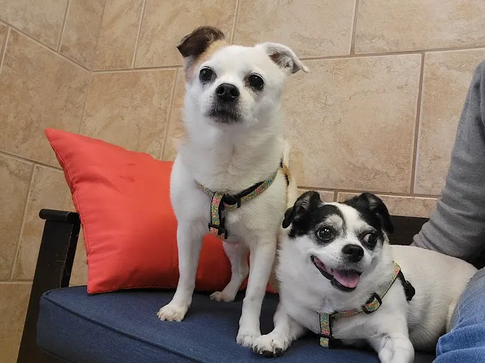 CVCA Cardiac Care For Pets Picture 1