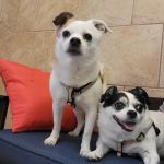 CVCA Cardiac Care For Pets