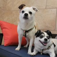 CVCA Cardiac Care For Pets ico