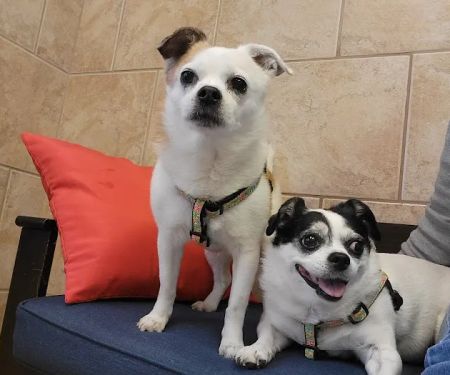 CVCA Cardiac Care For Pets